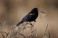 Red-winged Blackbird 011109 019